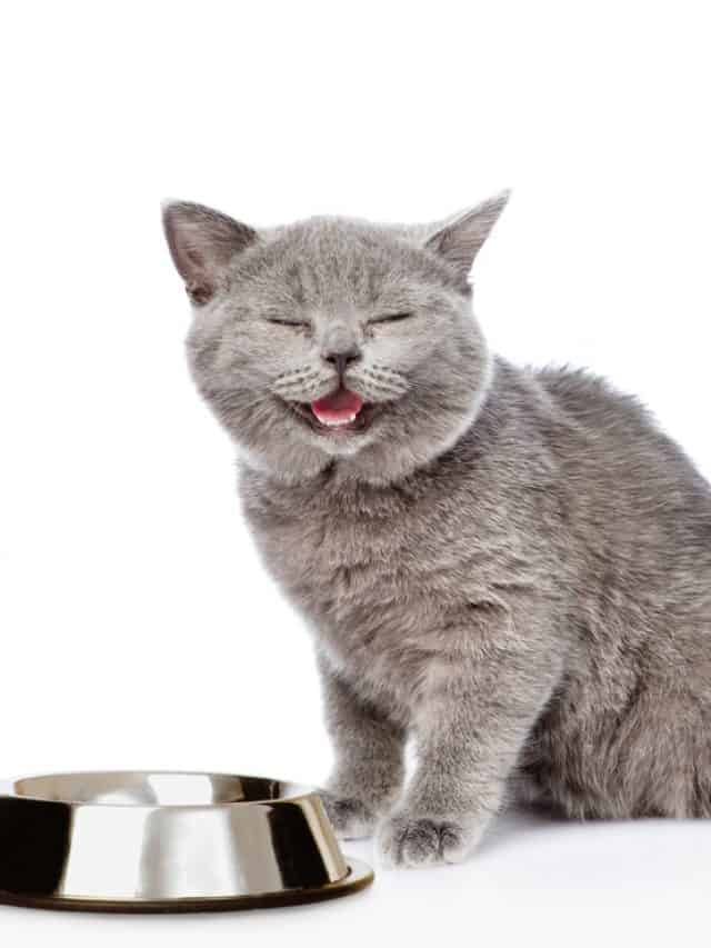 cat next to water bowl