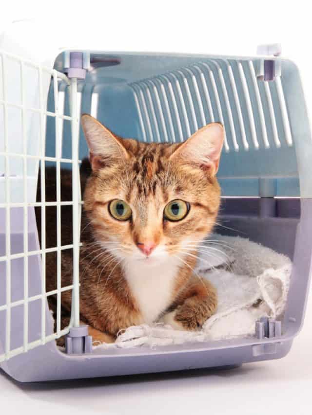 cat in carrier