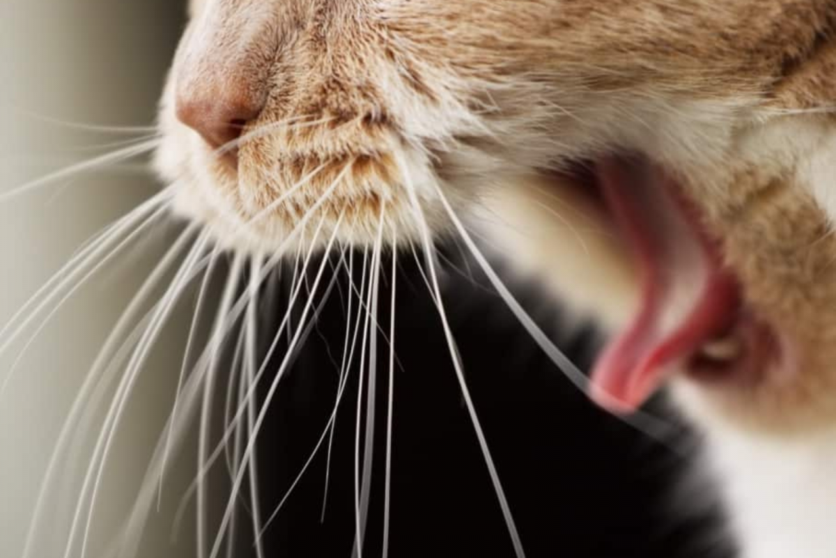 5 Reasons For Cat Coughing And Gagging