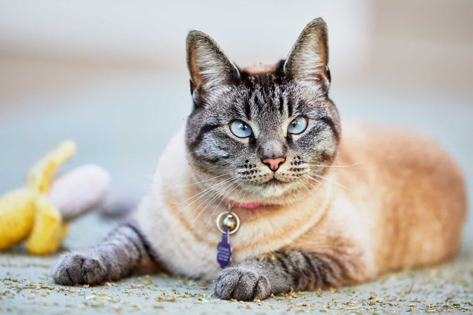 Tabby Point Siamese