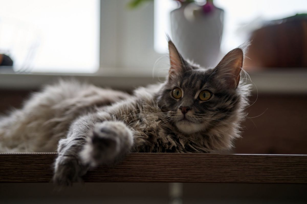 Best Maine Coon Breeders Top 21 Choices