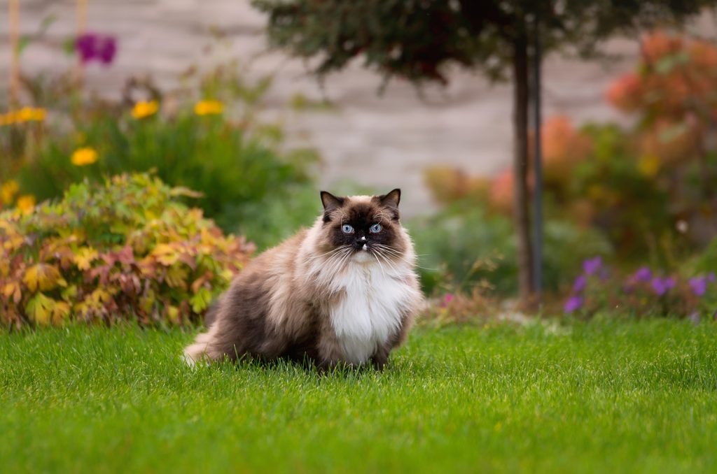 Ragdoll Cat sitting on grass