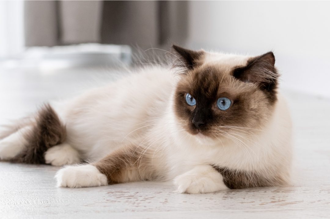 Ragdoll Breeders Meet 16 Breeding Stars