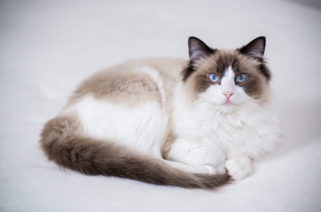 Ragdoll Breeders: Meet 16 Breeding Stars