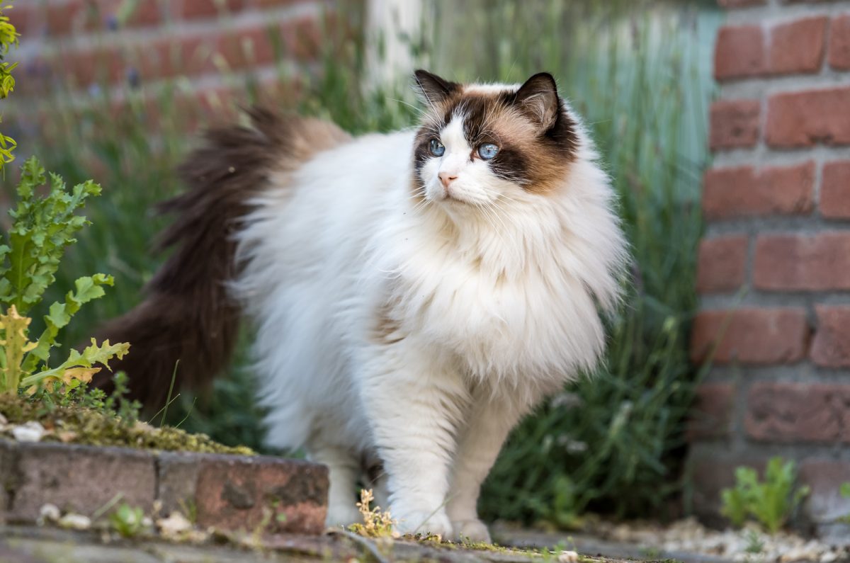 Ragdoll Breeders Meet 16 Breeding Stars