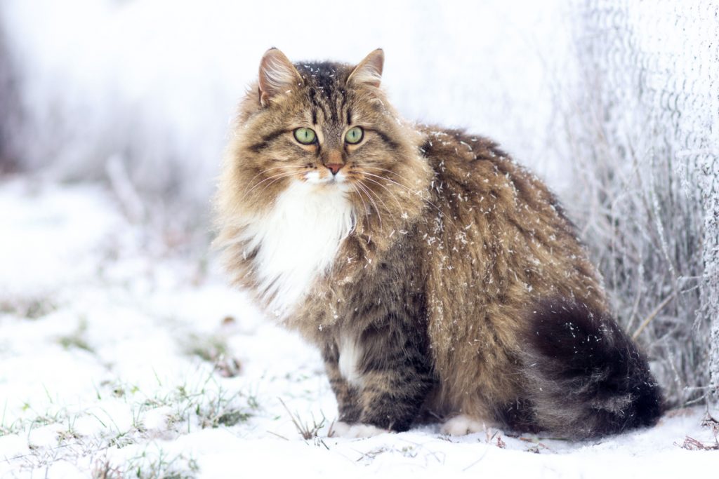 portrait of a siberian cat in snow