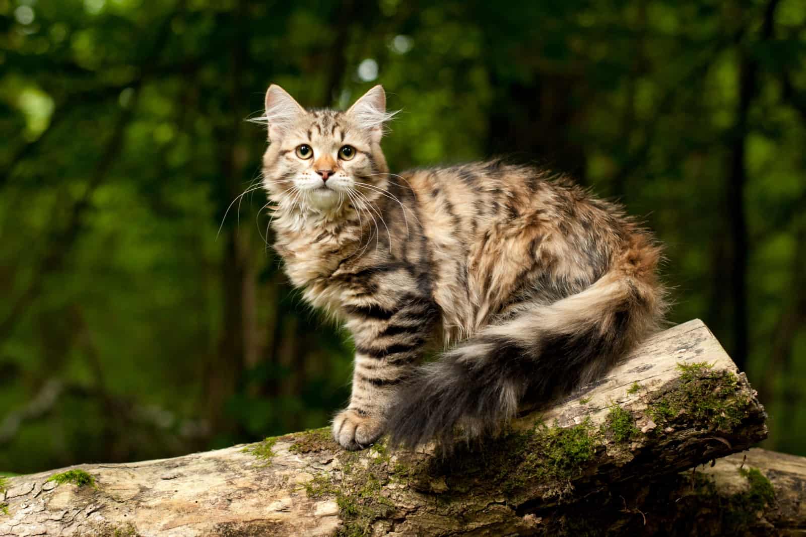 siberian forest cat size