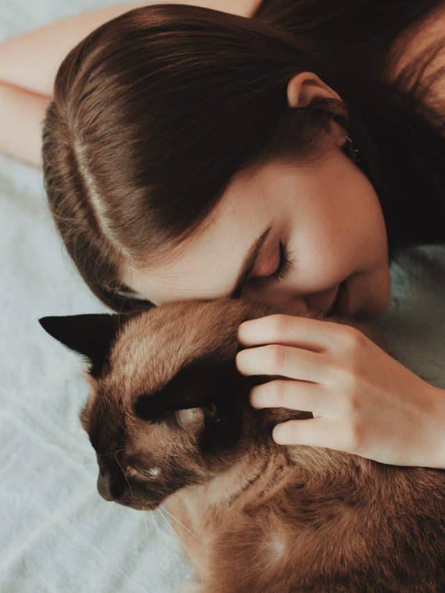 Why Are Cats Attracted To Me 3 Main Reasons Better With Cats