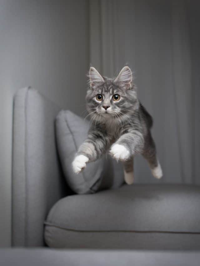 Can Declawed Cats Jump All You Need To Know Better With Cats