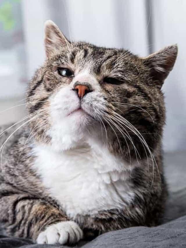 grey tabby cat resting
