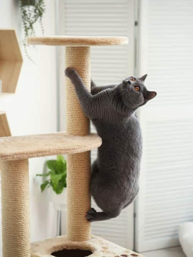 cute cat on a cat tree