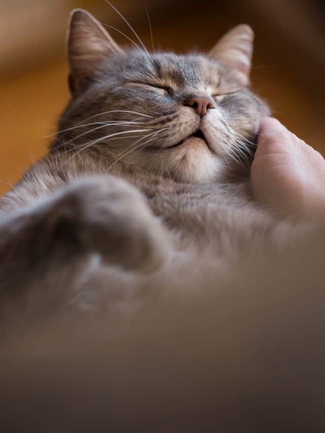 cat purring