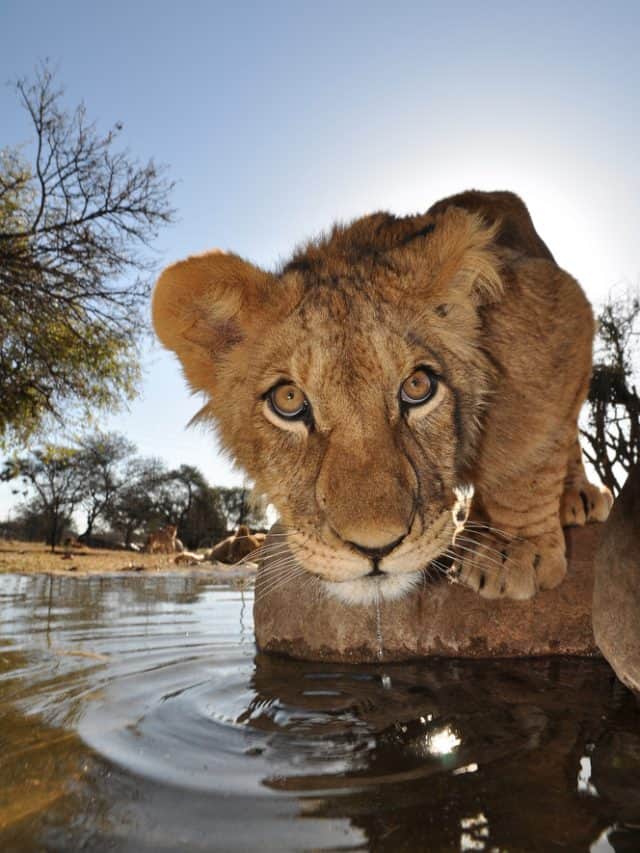 lion drinking water