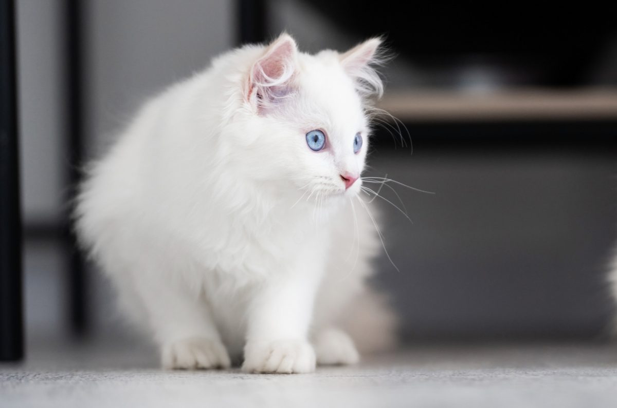 Ragdoll Breeders: Meet 16 Breeding Stars