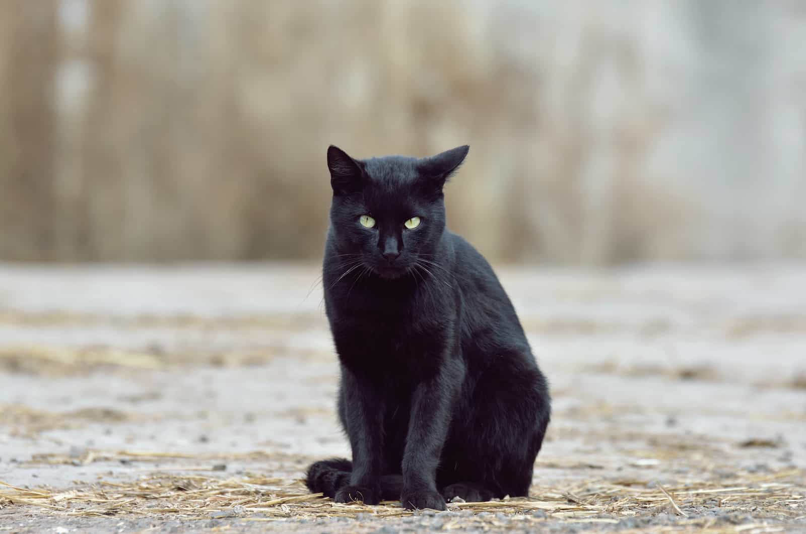 A black cat. Черный кот сидит. Черная кошка сидит. Черный уличный кот. Изящная черная кошка.