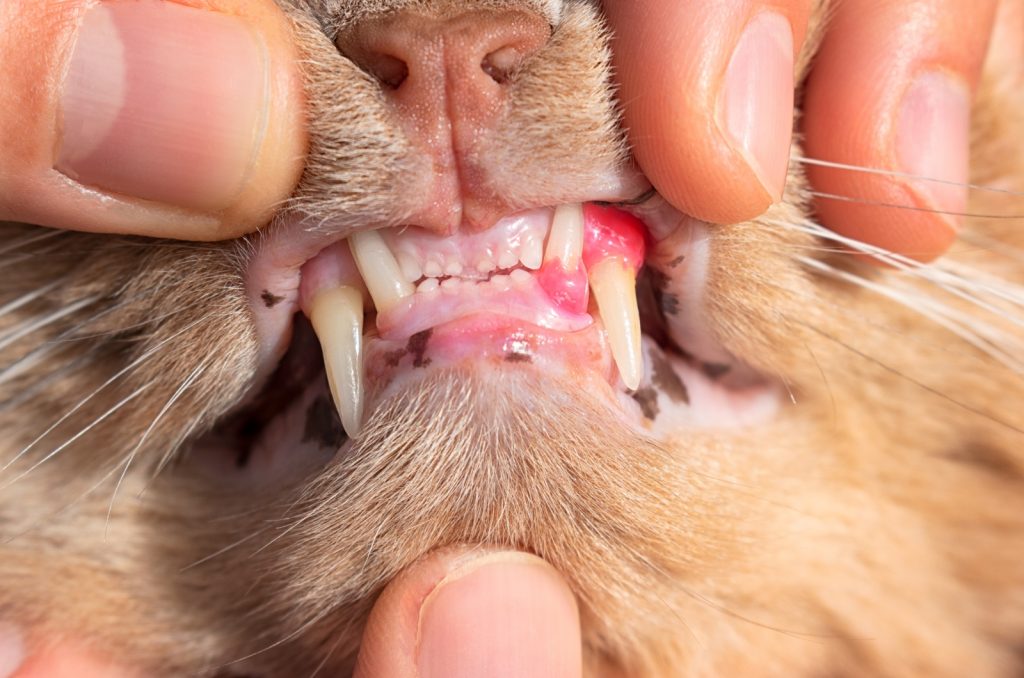 Owner checking the gums of their cat