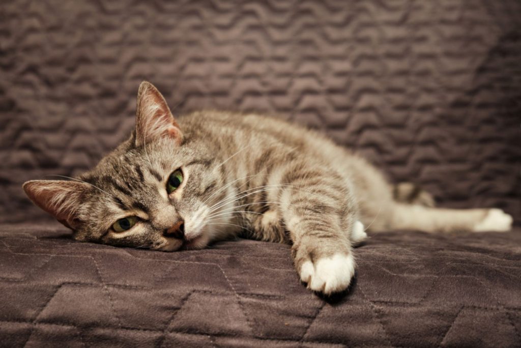 tired cat laying down
