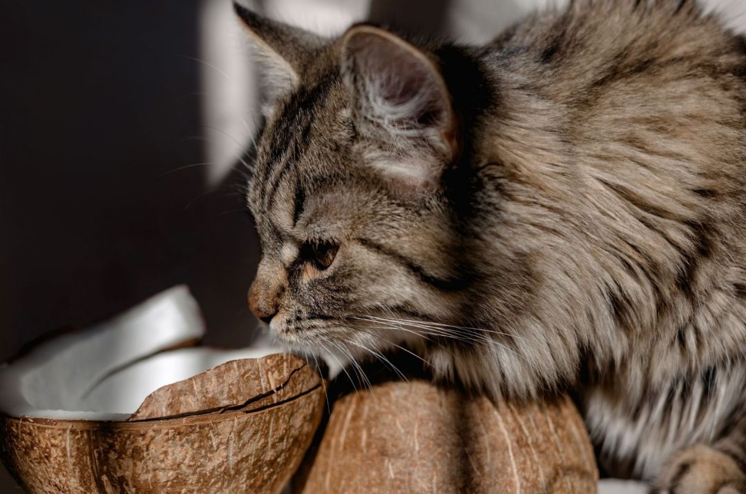6 Home Remedies For Worms In Cats