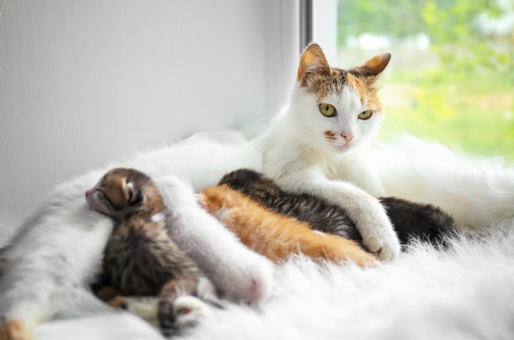 cat with her kittens