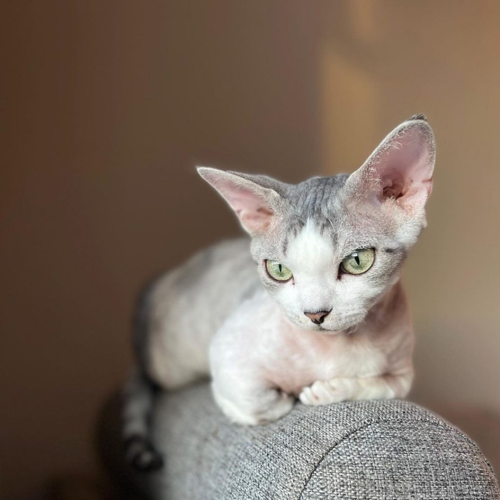 30 Rare Cat Breeds You Didn’t Know Exist