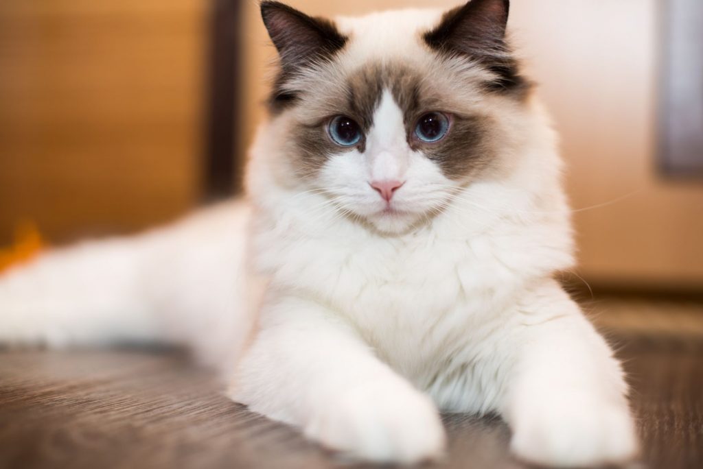 How Much Does A Ragdoll Cat Cost? A Price Guide