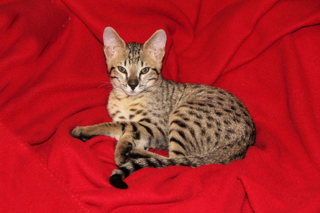 savannah cat laying on red blanket