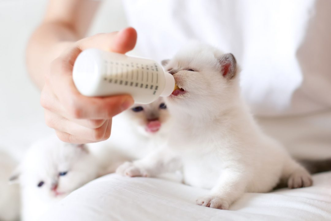 How Long Can Kittens Go Without Milk