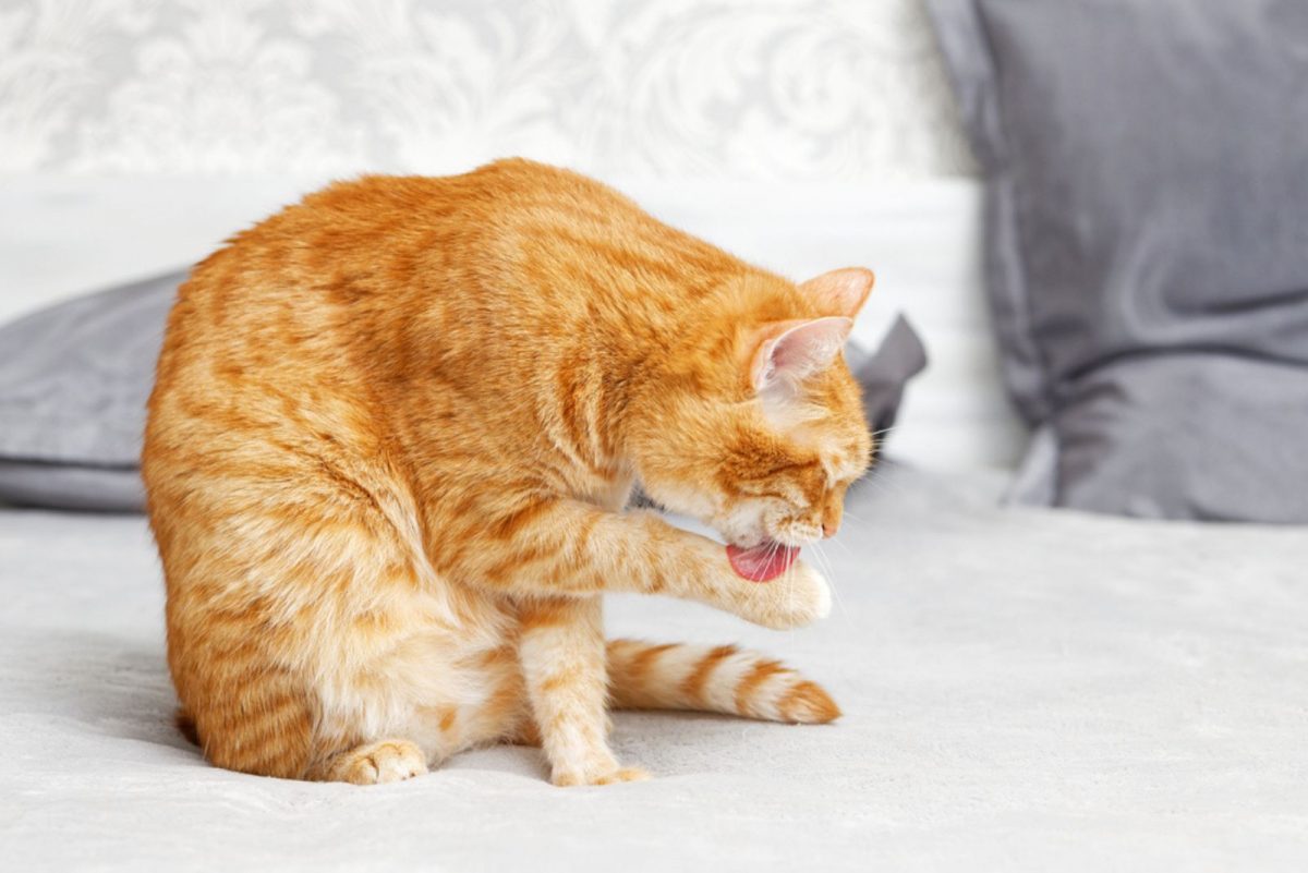12 Traumatized Cat Symptoms - Notice And Help