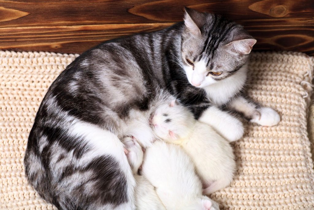 When To Change Bedding After Cat Gives Birth What To Know
