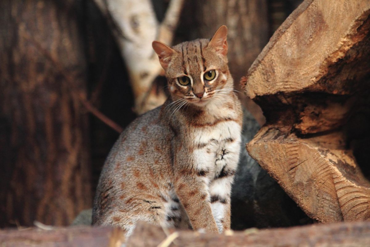 40 Wild Cat Breeds - Let’s Get Deep Into The Cat Wildlife