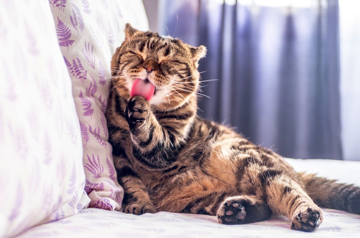 Cat Depression After New Kitten - 8 Signs To Look Out For