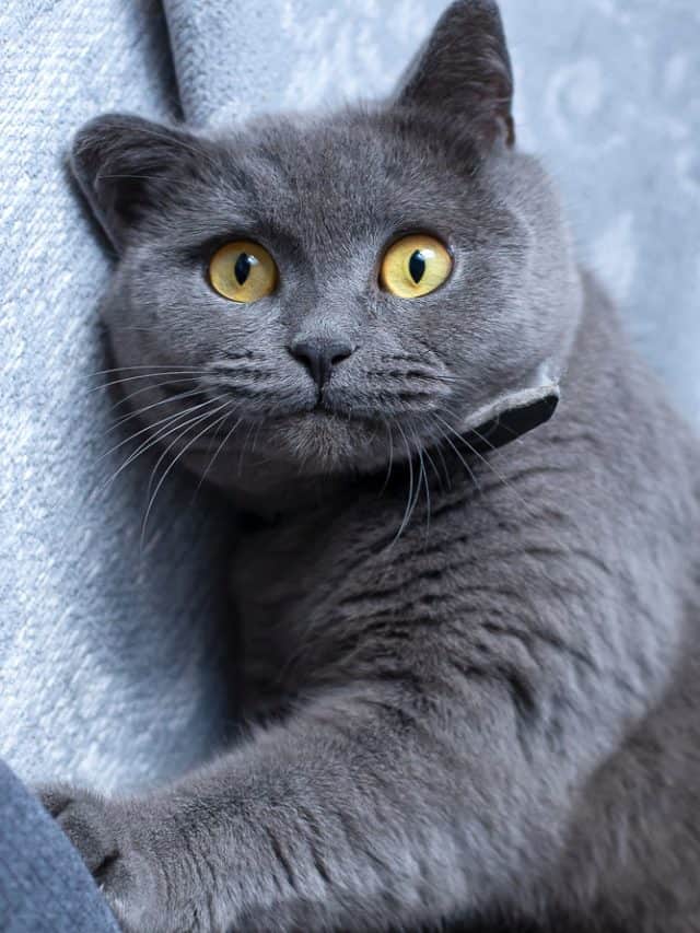 british shorthair cat