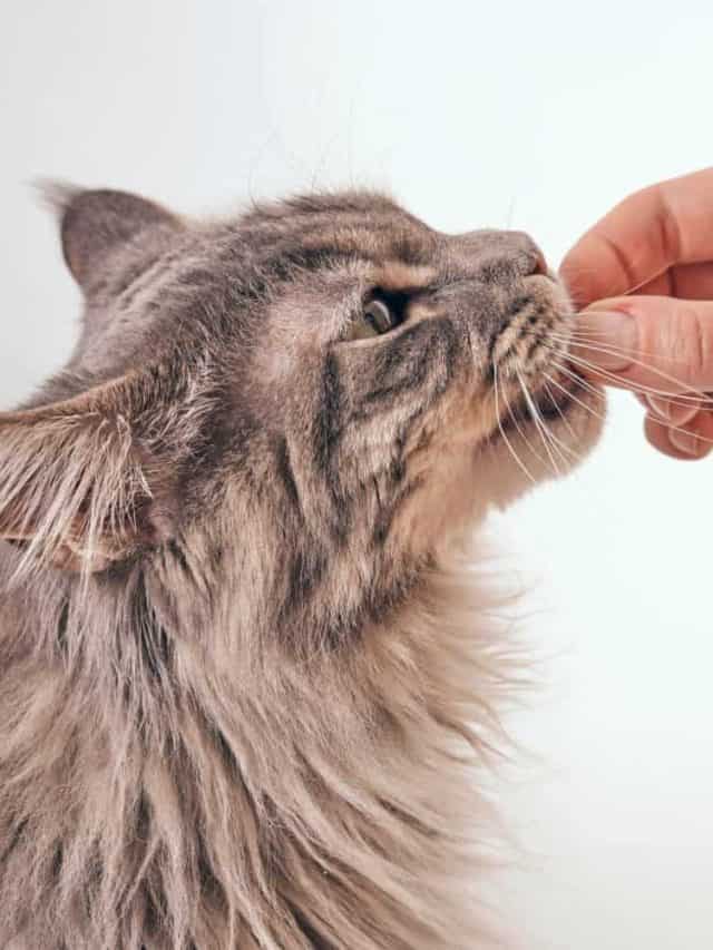 side view of a young gray tabby maine coon cat getting fed by owner