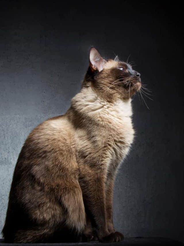 Siamese Cat posing in studio