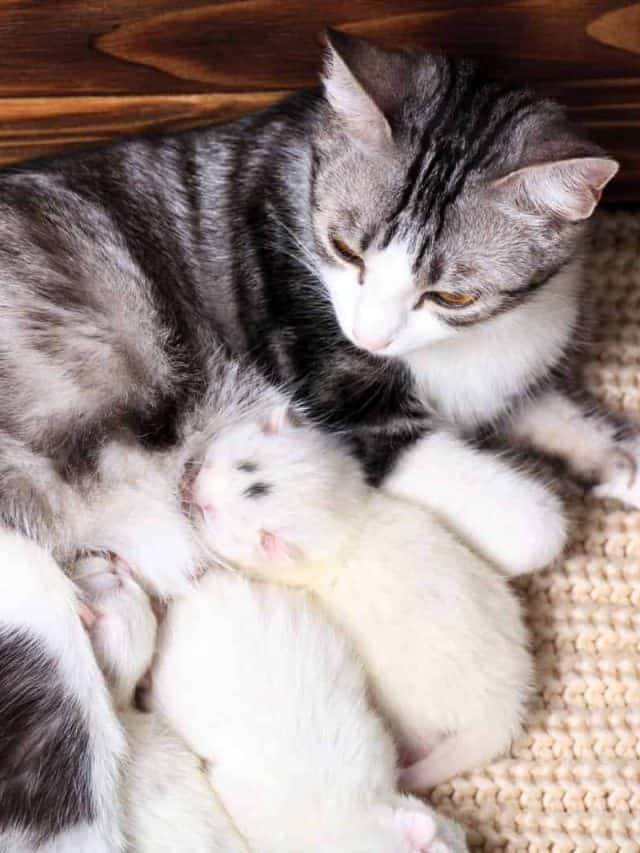 How And When To Change Bedding After Cat Gives Birth? Better With Cats