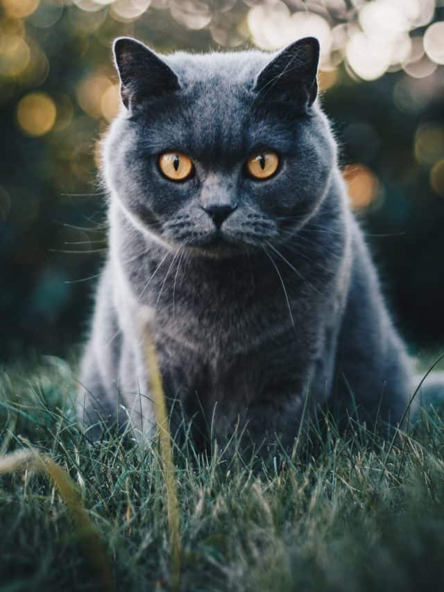 Why Are Cats So Small Find Out More Better With Cats