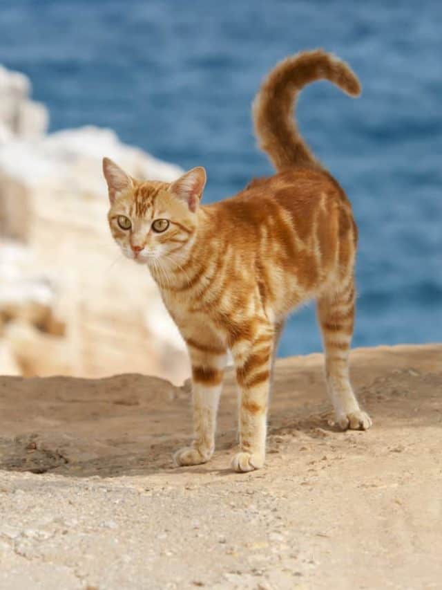 cat on a cliff in greece