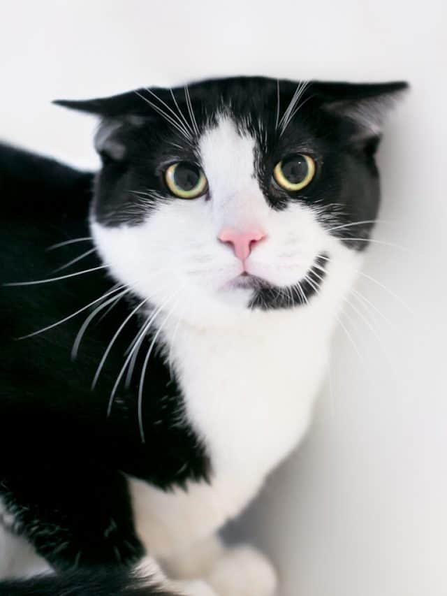 Why Do A Cat’s Ears Twitch 5 Reasons Better With Cats