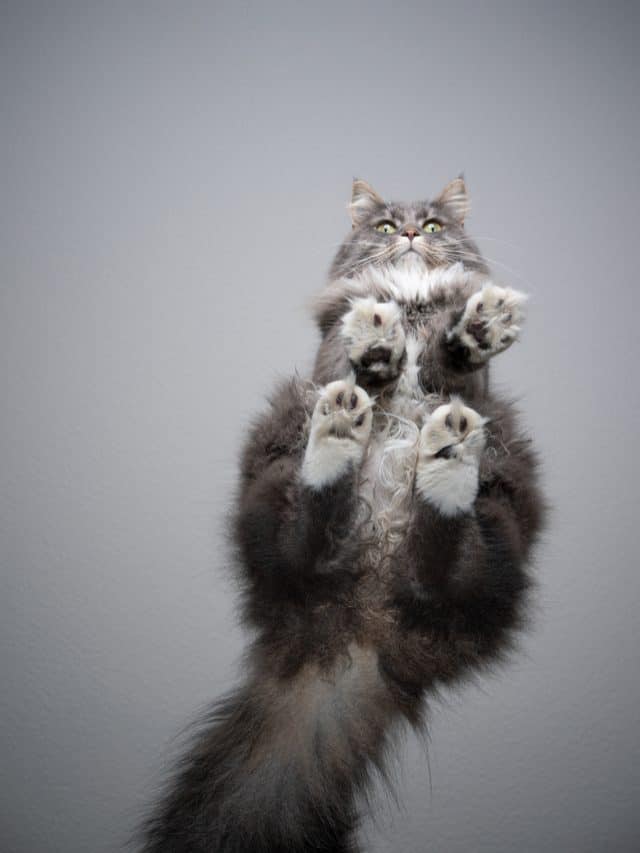 How To Get A Cat To Stop Kneading Tips And Tricks Better With Cats