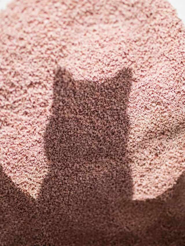 Why Does My Cat Stare At The Litter Box 3 Reasons For It Better