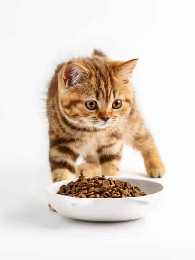 How Long Can Kittens Go Without Food, Before It's Alarming? Better