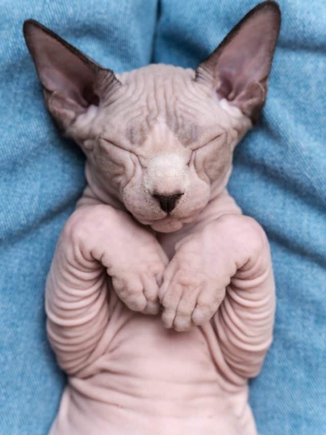 Why Do Cats Sleep On Their Backs 3 Reasons Better With Cats