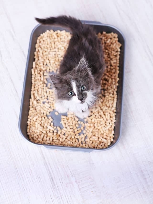 Everything You Need To Know About Wood Pellet Cat Litter Better With Cats