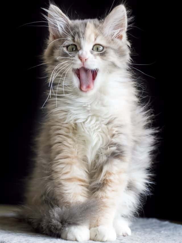 cat meows