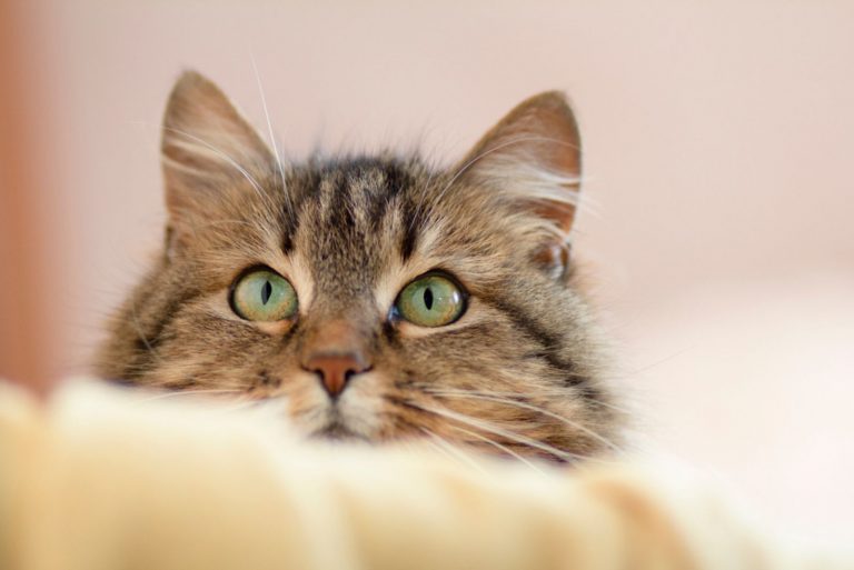 Why Are Cats Noses Wet 5 Possible Reasons Why are cats noses wet 5 possible reasons