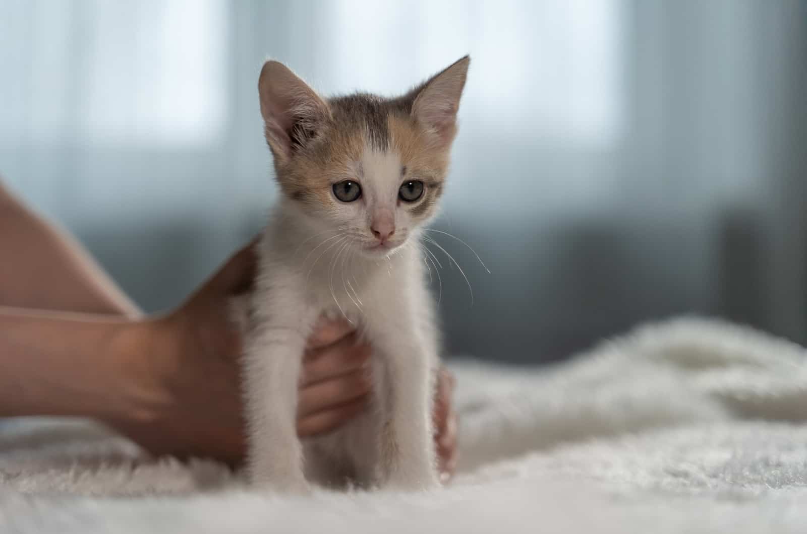 cat-growth-chart-how-big-your-kitten-is-going-to-be