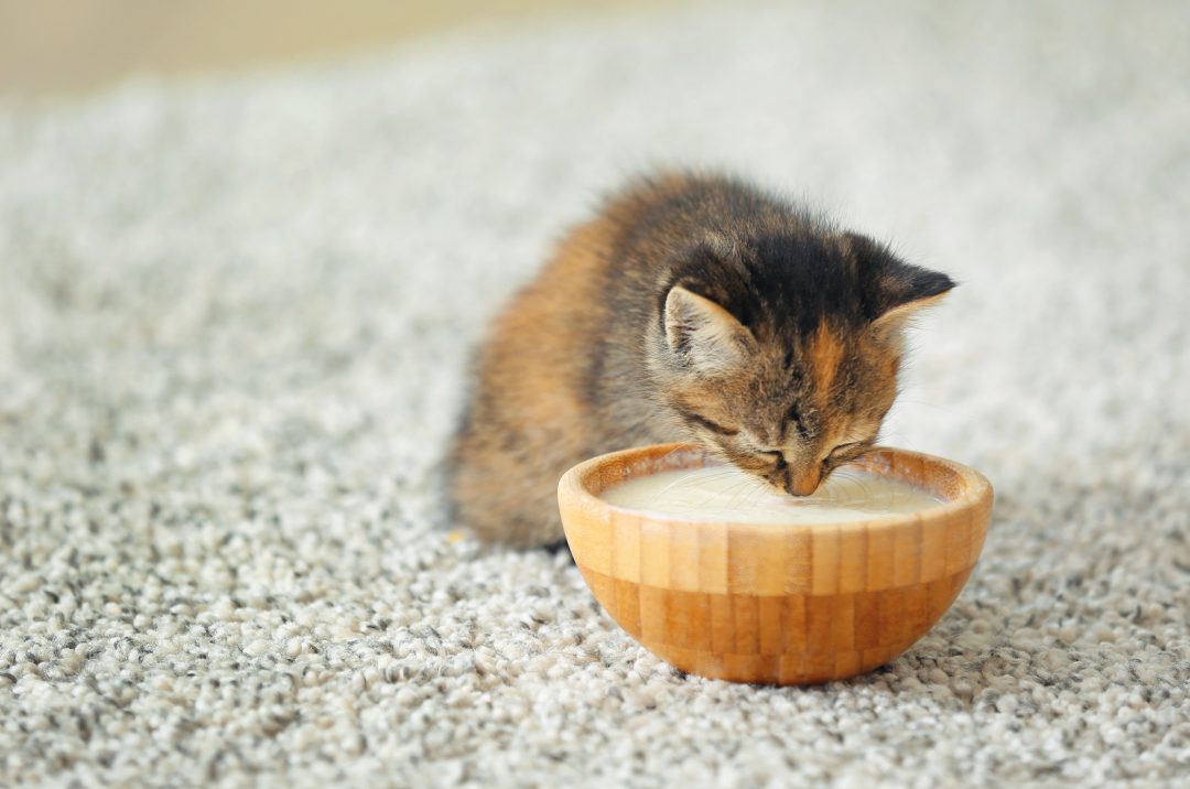 How Long Can Kittens Go Without Food (Before It’s Alarming)?