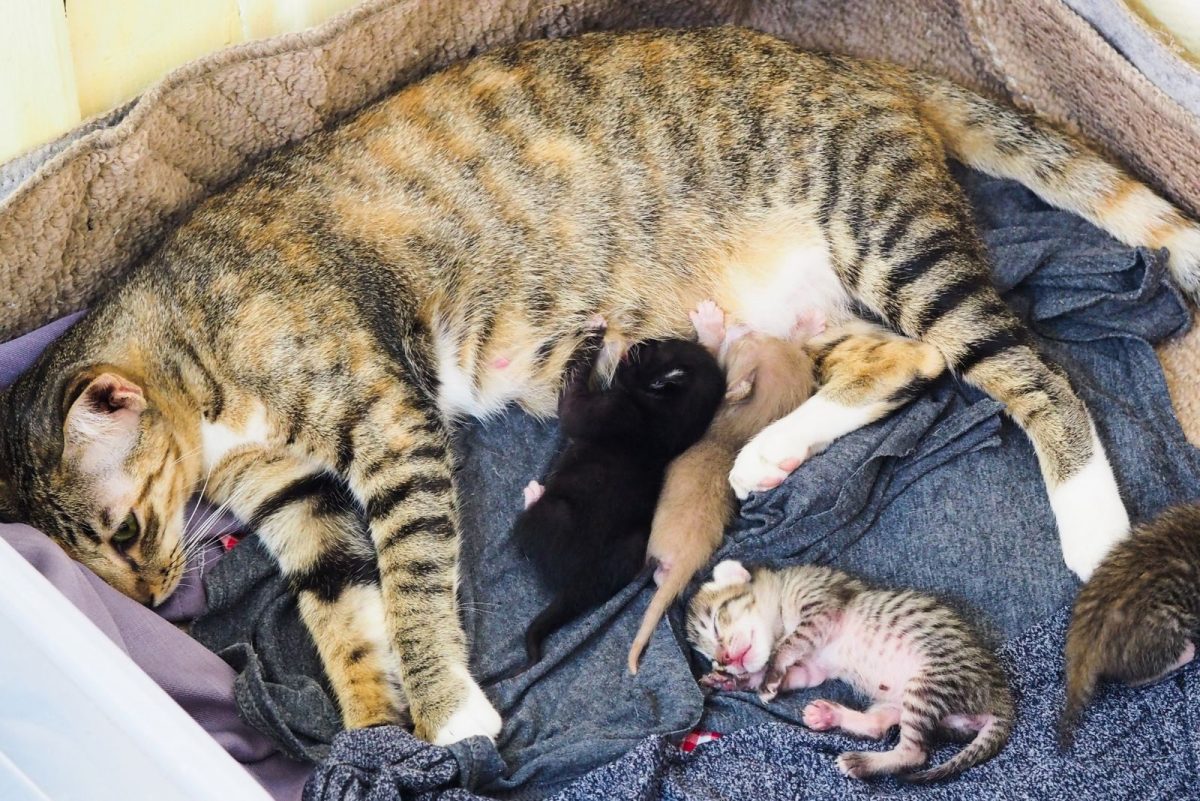 When To Change Bedding After Cat Gives Birth What To Know