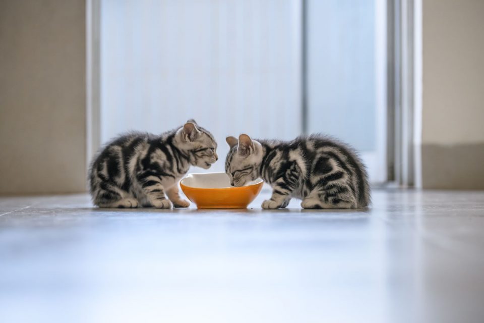 How Long Can Kittens Go Without Food (Before It’s Alarming)?