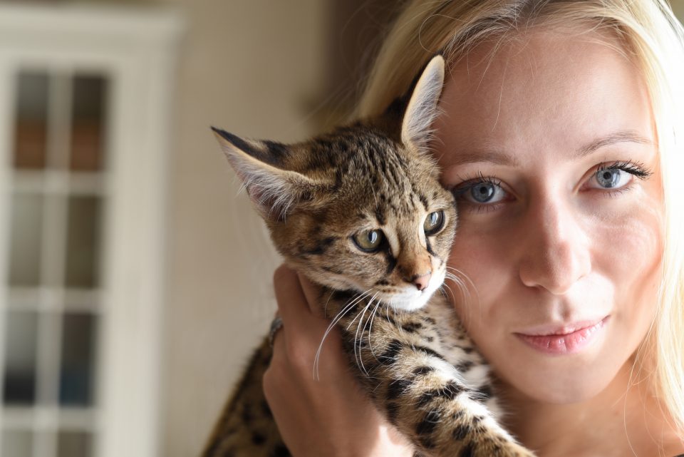 Do Cats Understand Kisses Inside Cat’s Emotions